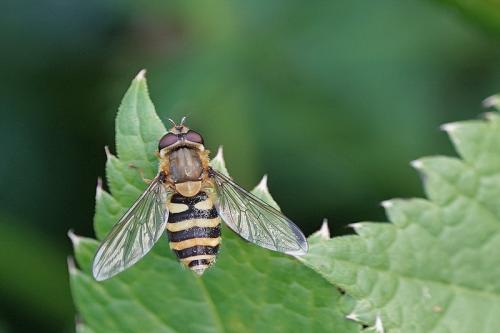 Syrphus vitripennis